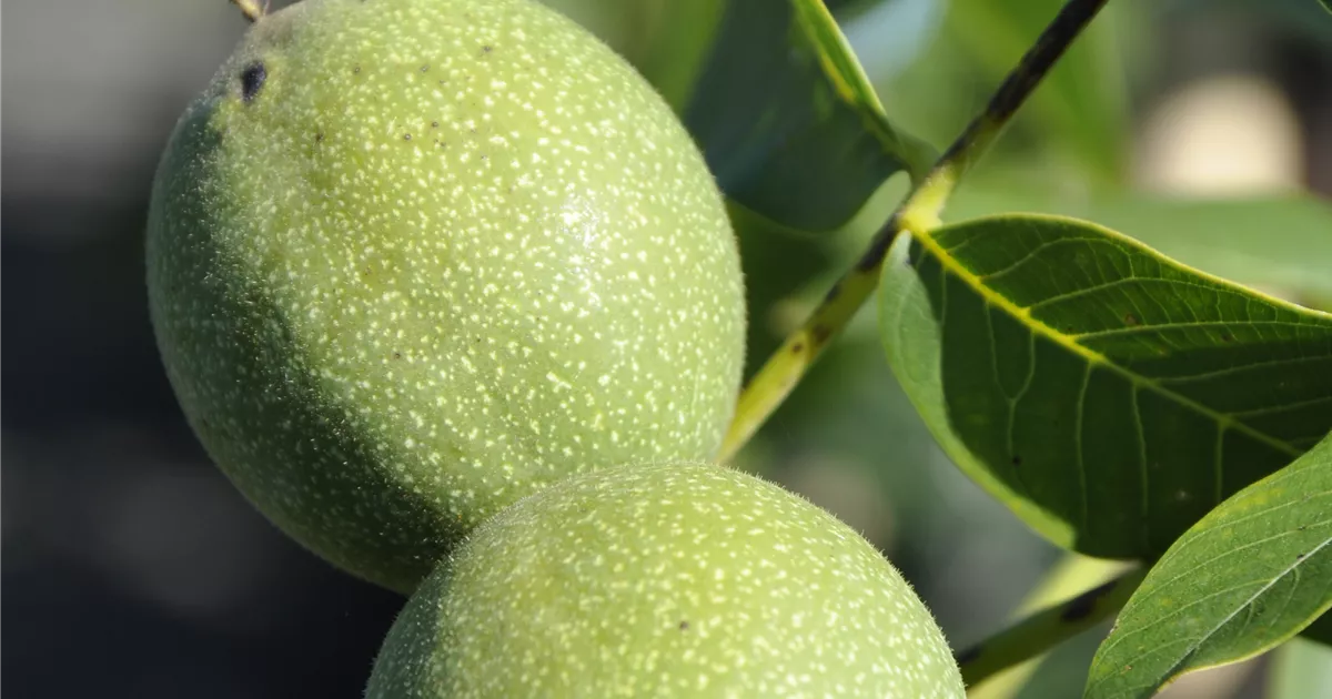 Juglans regia Chandler GartenBaumschule Wöhrle