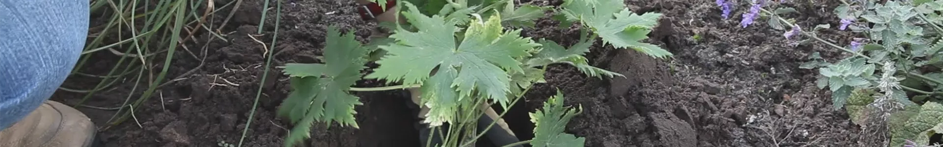 Rittersporn - Einpflanzen im Garten (thumbnail).jpg