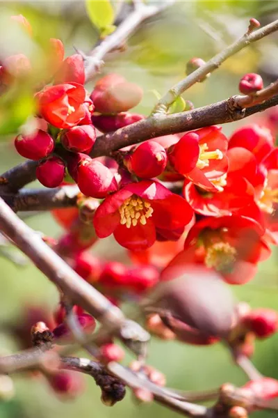 Chaenomeles 'Cido'