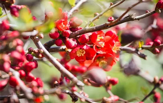 Chaenomeles 'Cido'