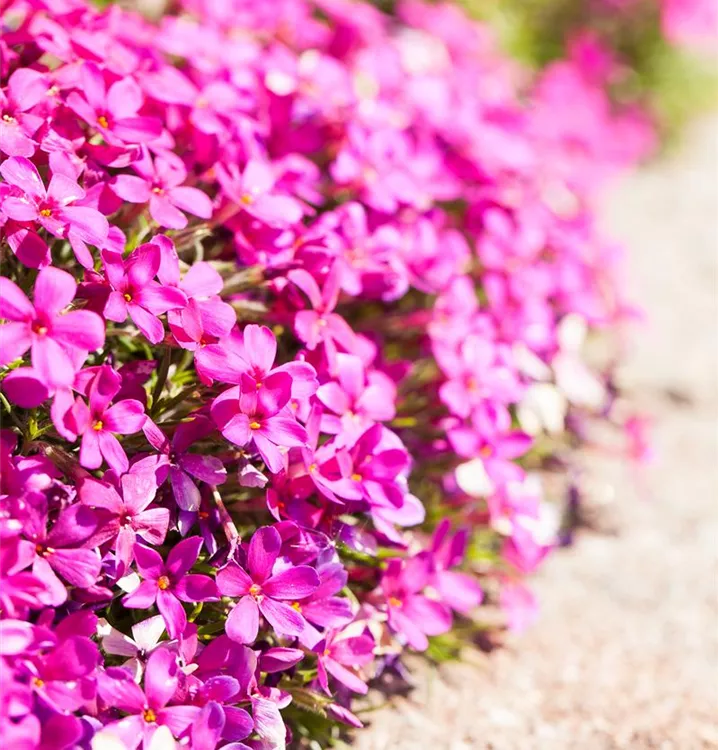 Phlox douglasii 'Crackerjack'