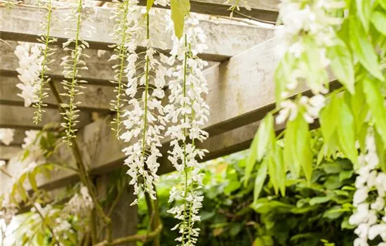 Wisteria floribunda 'Alba'