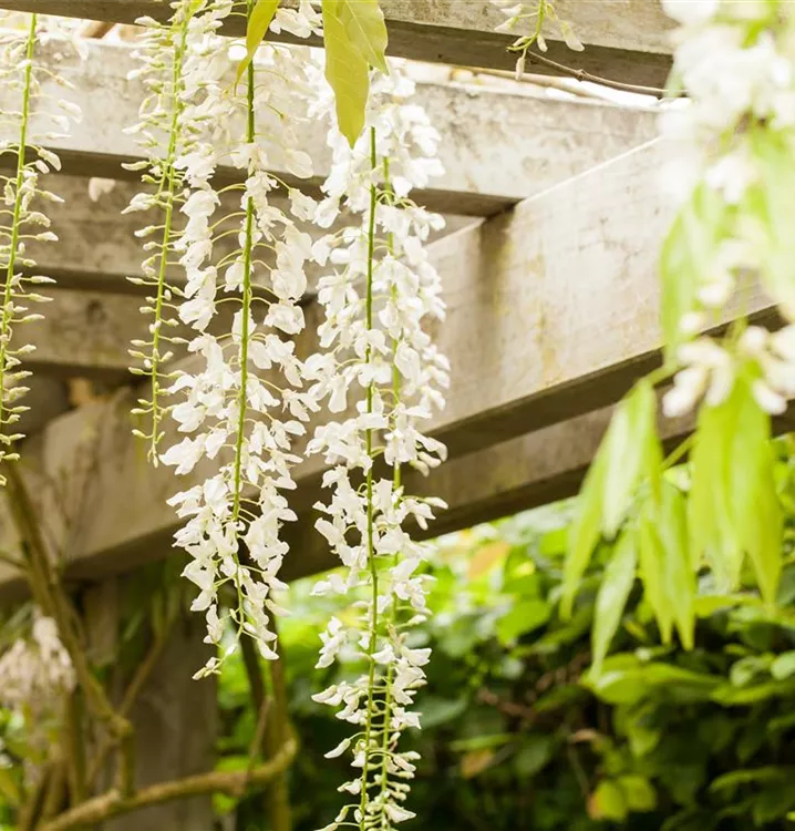 Wisteria floribunda 'Alba'