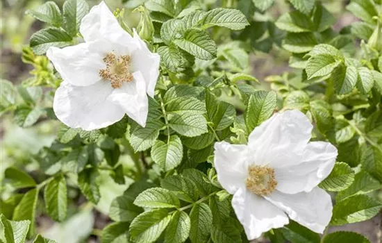 Rosa rugosa alba