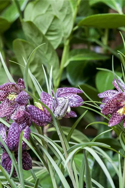 Schachbrettblume im eigenen Garten