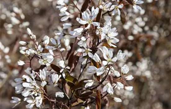 Amelanchier canadensis 'Rainbow Pillar'