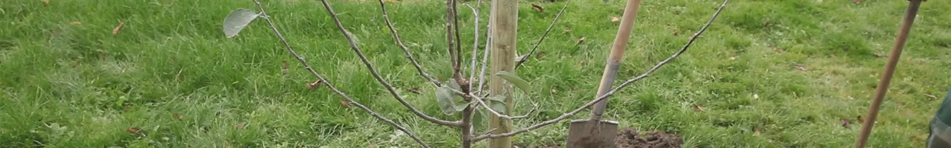 Apfelbaum - Einpflanzen im Garten (thumbnail).jpg