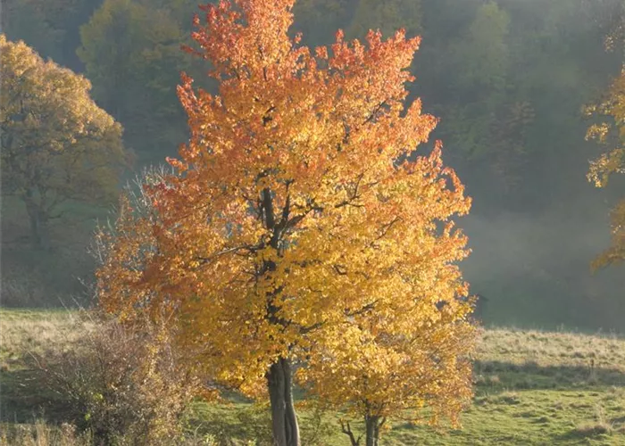 Laubbäume