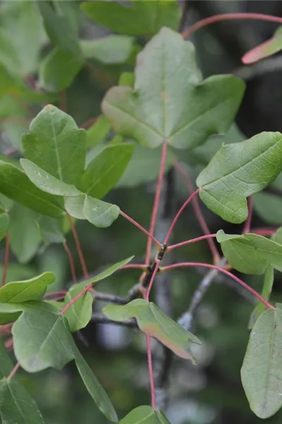 Acer monspessulanum