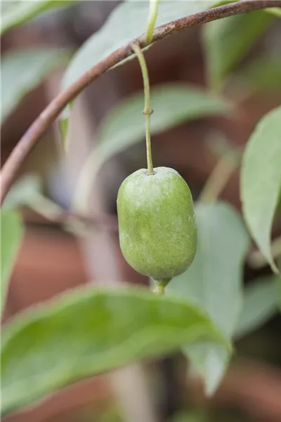 Actinidia arguta 'Issai'