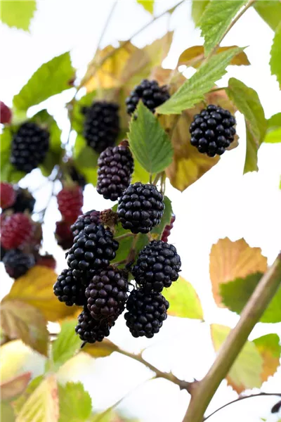 Rubus frut.'Navaho'