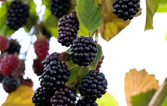 Rubus frut.'Navaho'