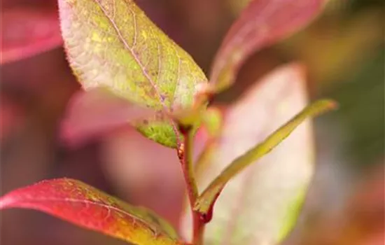 Vaccinium corymb.'Bluecrop'