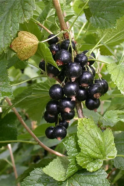 Ribes nigrum 'Titania' 