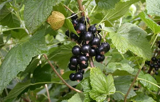 Ribes nigrum 'Titania' 