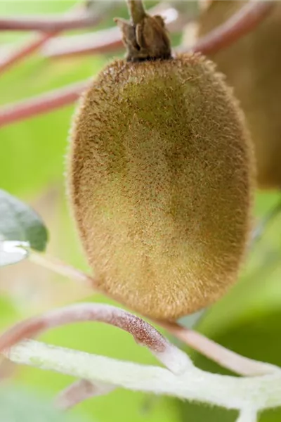 Actinidia chinensis 'Hayward'