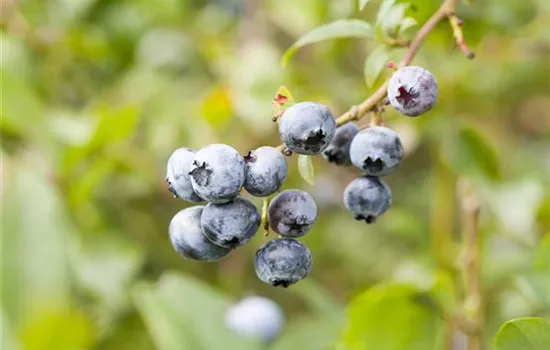 Vaccinium corymb.'Hortblue Petite'