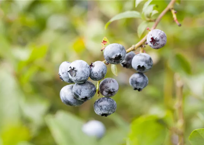 Vaccinium corymb.'Hortblue Petite'