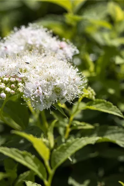 Spiraea japonica 'Albiflora'