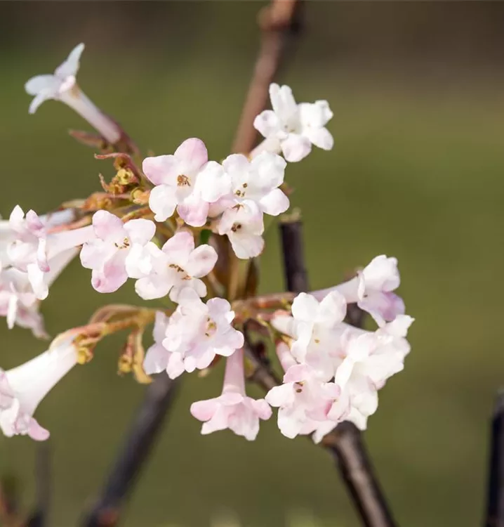 Viburnum farreri