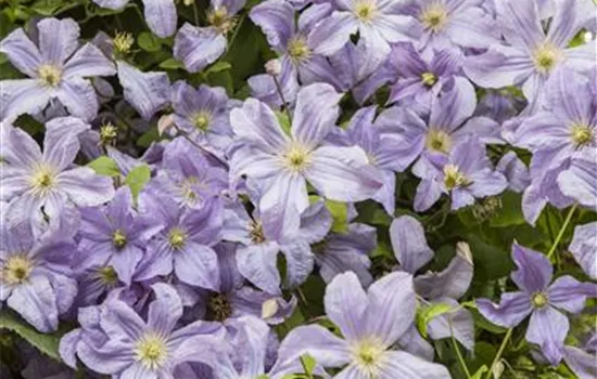 Clematis viticella 'Prince Charles'