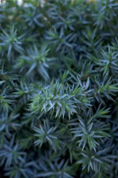 Juniperus chin.'Blue Alps'