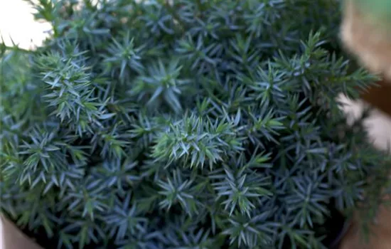 Juniperus chin.'Blue Alps'