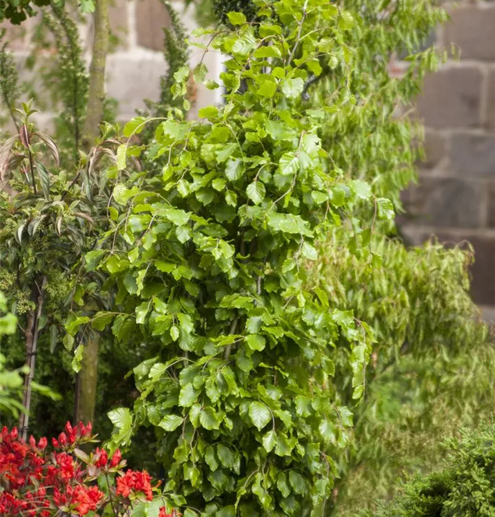 Fagus sylvatica 'Dawyck'