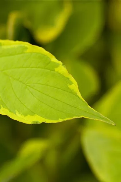 Cornus alba 'Spaethii'