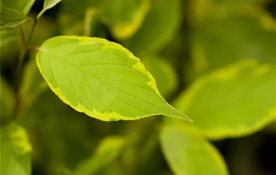 Cornus alba 'Spaethii'