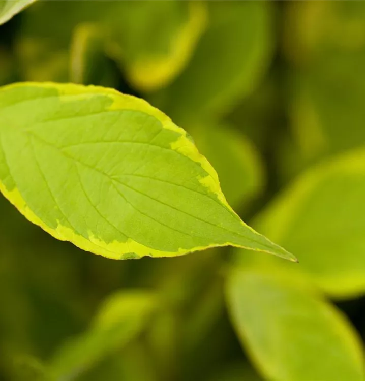 Cornus alba 'Spaethii'