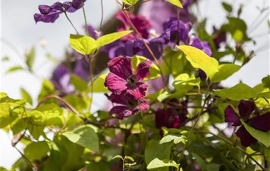 Clematis viticella 'Rubra'