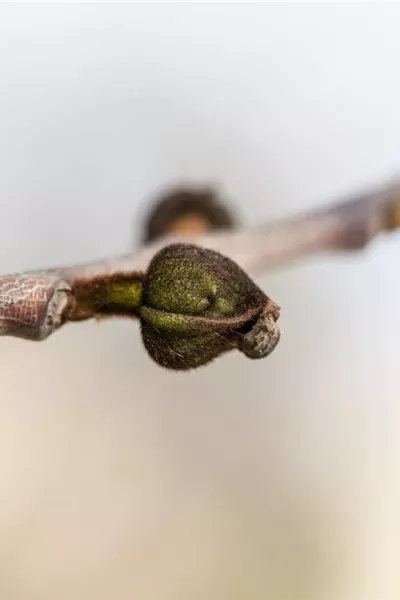 Asimina triloba