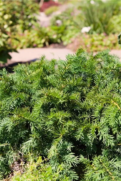 Taxus baccata 'Repandens'