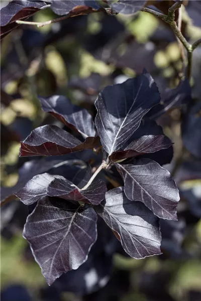 Fagus sylvatica 'Dawyck Purple'