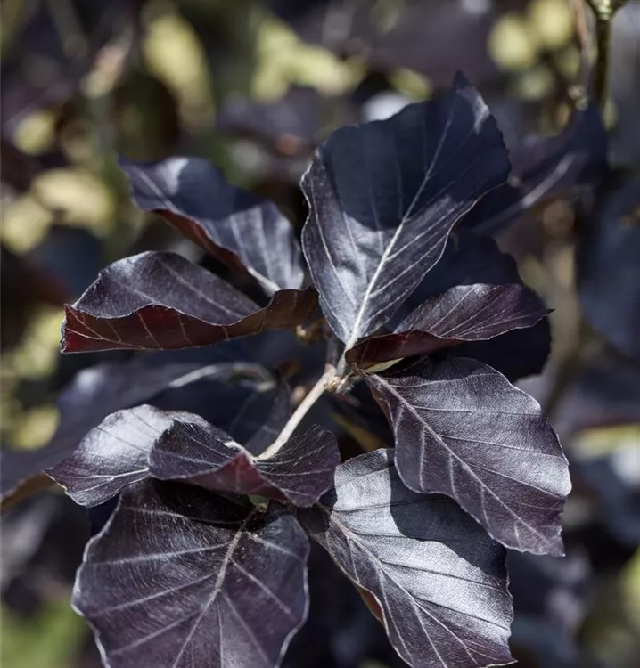 Fagus sylvatica 'Dawyck Purple'