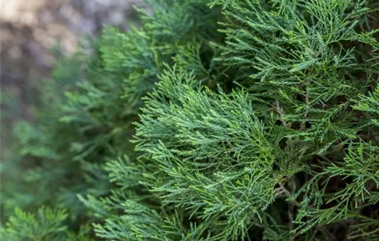 Juniperus chin.'Spartan'