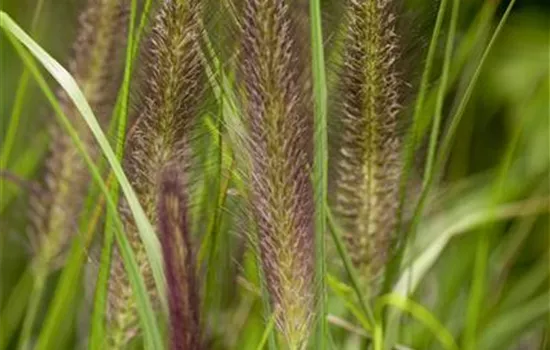 Pennisetum alopecuroides 'Compressum'