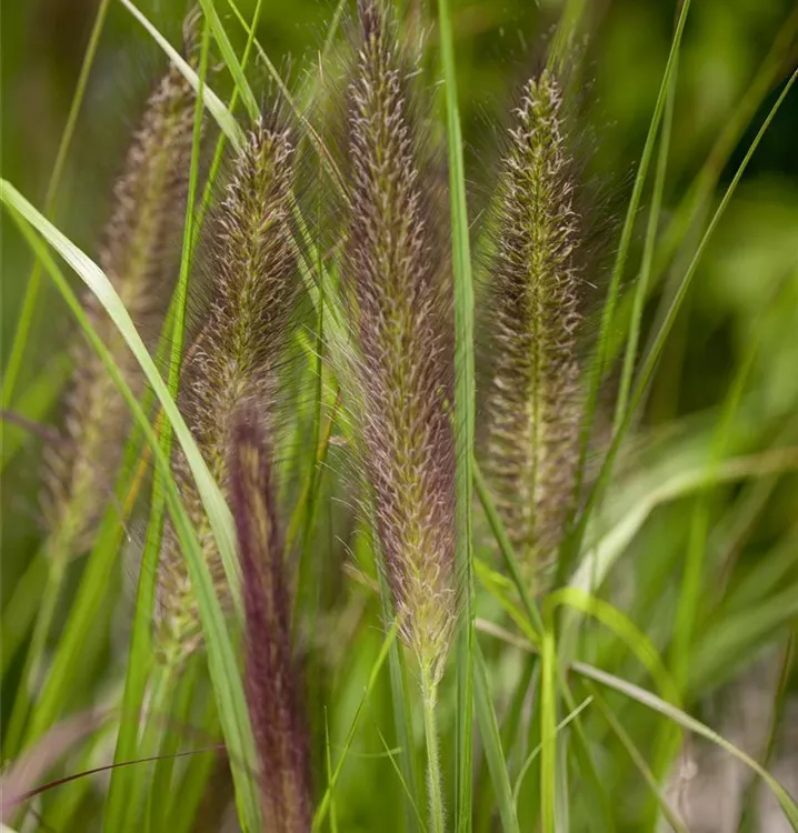 Pennisetum alopecuroides 'Compressum'