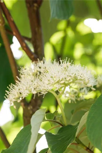 Cornus alternifolia