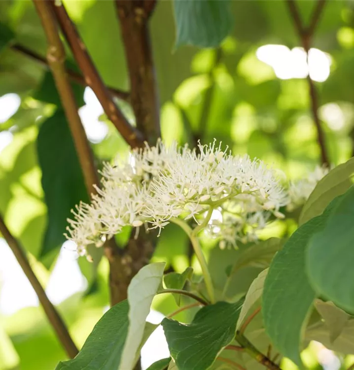 Cornus alternifolia