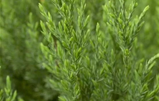 Juniperus chin.'Stricta'