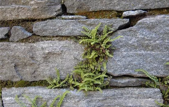 Asplenium trichomanes