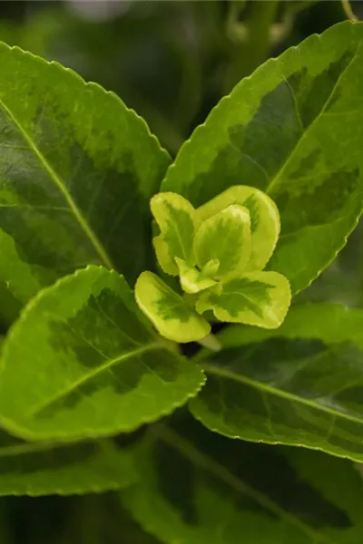 Euonymus japonicus 'Aureomarginatus'