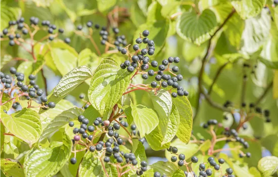 Cornus controversa