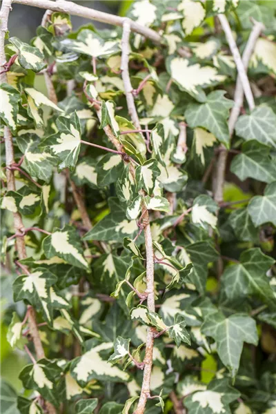 Hedera helix 'Goldheart'