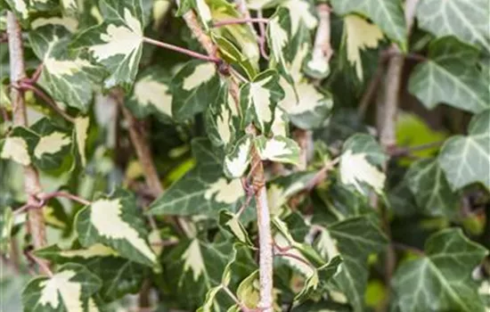 Hedera helix 'Goldheart'