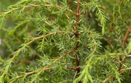 Juniperus com.'Hibernica'