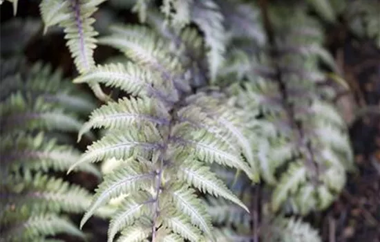 Athyrium niponicum 'Metallicum'