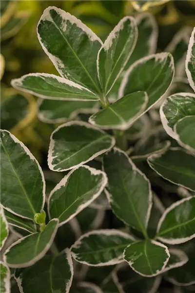 Euonymus japonicus 'Kathy'